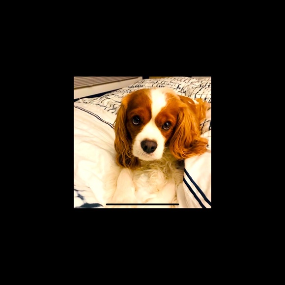 Meet your Posher, Julie - Picture 4 of 4